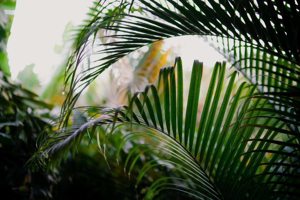 Lua Villas Playa Santa Teresa  エクステリア 写真